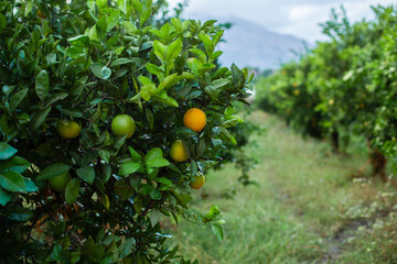 orange tree with green oranges in garden