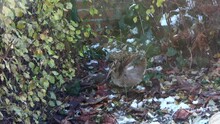 A Woodcock In The Undergrowth On A Winter Day.