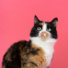 Portrait Of A Tricolor Cat With A Surprised Muzzle On A Pink Magenta Background In The Studio