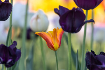 Sticker - Close up view of orange Tulip flower in the garden.