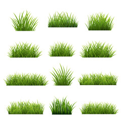 Wall Mural - Grass Frame And Isolated White Background