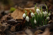 group of early wild snowdrop flowers in a forest