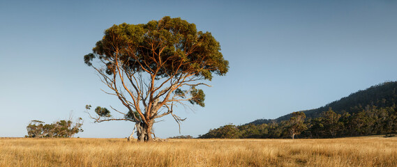 Lone-Standing Eucalyptus Tree in Tasmania, Australia