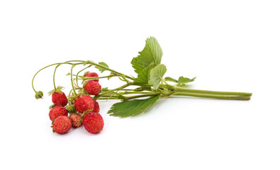 Wall Mural - Wild strawberries on a stem.