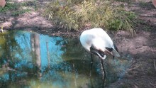 Close-up On A Crane That Cleans Feathers. Wild Nature. Crane On The Pond