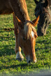 © Juls - Retrato de caballo padrillo pastando en el campo junto a otro caballo, al atardecer