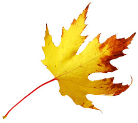 Wall Mural - yellow autumn maple leaf isolated on a white.