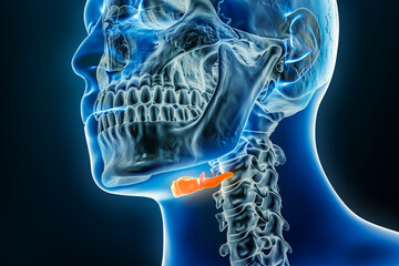 Wall Mural - xray of hyoid bone 3d rendering illustration with male body contours. human anatomy, osteology, skel