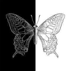 Sticker - Hand drawn butterfly