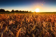 Sunset over a ripening wheat field in Northamptonshire