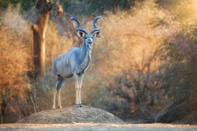 A Massive Male Of Greater Kudu, Tragelaphus Strepsiceros, Woodland Antelope With Twisted Horns Stands On A Boulder And Observes His Surroundings. Safari In Mana Pools National Park, Zimbabwe.