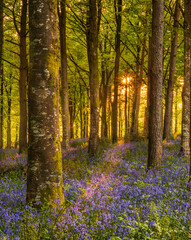 Naklejka na meble Sun streams through bluebell woods with deep blue purple flowers under a bright green beech canopy
