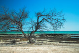 Fototapeta Zwierzęta - Hamelin pool dry dead tree drought