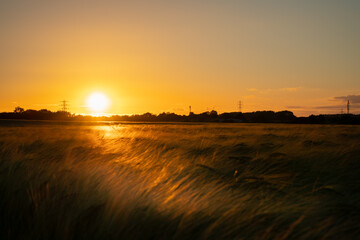 Poster - Wheat field. Ears of golden wheat close up. Beautiful Nature Sunset Landscape. Rural Scenery under Shining Sunlight