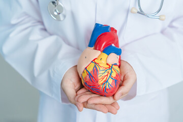 Wall Mural - Doctor holding human Heart model. Cardiovascular Diseases, Atherosclerosis, Hypertensive Heart, Valvular Heart, Aortopulmonary window, world Heart day and health concept