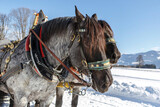 Fototapeta Konie - Portrait of a team of coldblood draft horses pushing a sleigh in front of a snowy winter mountain landscape in austria outdoors