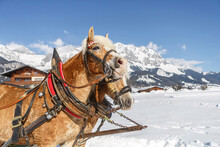 Portrait Of A Team Of Haflinger Draught Horses In Front Of A Snowy Mountain Winter Landscape In Austria Outdoors
