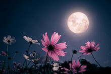Romantic Night Scene - Beautiful Pink Flower Blossom In Garden With Night Skies And Full Moon. Cosmos Flower In Night