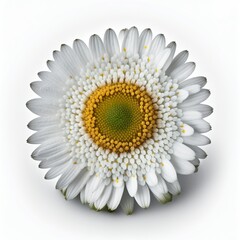 Sticker - daisy with Generative AI