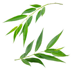 willow branches isolated without shadows transparent background design elements png