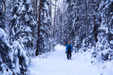 Fototapeta Tulipany - The forest is covered with snow. Frost and snowfall in the park. Winter snowy frosty landscape.