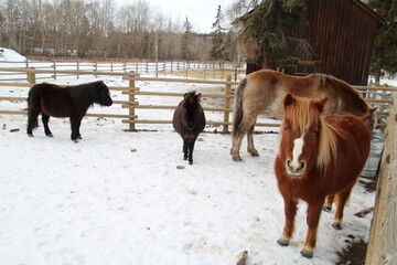 Wall Mural - horses in winter,  Fort Edmonton Park, Edmonton, Alberta