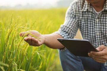 Poster - Farmer working in the rice field. Man using using digital tablet to examining, planning or analyze on rice plant after planting. Agriculture business concept