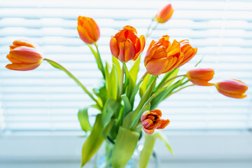 Wall Mural - Spring bright yellow orange tulips in glass jar on windowsill close-up