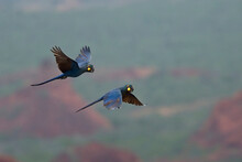 Indigo Macaws (Lear's Macaws), Two Flying