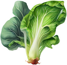 Watercolor Illustration Of A Bok Choy On Transparent Background