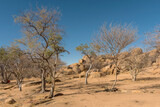 Fototapeta Sawanna - The landscape of the Erongo Mountains in Namibia