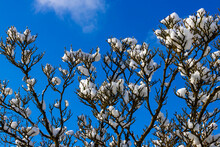 Snow On Magnolia Tree With Blue Sky In Background