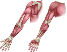 Human Body Muscles Of The Arm Shown From The Front And Back Anatomy Or Medical Anatomical Diagram Illustration.