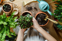 Woman Repotting Green Plant In Pot At Home