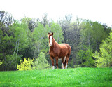 Fototapeta Konie - Brown horse with white blaze standing in a meadow.