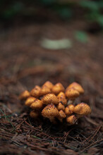 Selective Focus Of Orange Wild Mushrooms In Autumn