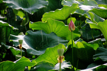 Poster - When it rains over lotus flower and lotus seeds