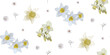Light watercolor floral print - seamless background. Endless pattern with yellow flowers on white. Daffodils and Chamomile plants. Vector Stylish illustration, children - babies, spring, summer design