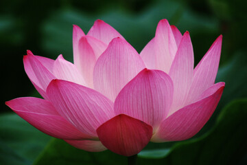 Canvas Print - a glorious lotus flower