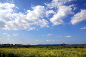 Wall Mural - Canola fields and skies