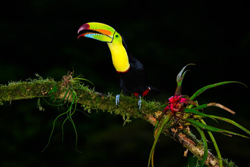 Keel-billed Toucan portrait on mossy stick against dark green background