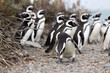 Magellanic penguins at the beach of Cabo Virgenes at kilometer 0 of the famous Ruta40 in southern Argentina, Patagonia, South America 
