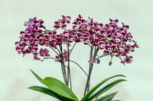 Phalaenopsis 'Charlie', A Pink, Small-flowered Phalaenopsis Orchid