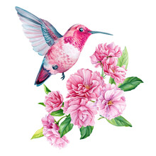 Hummingbird On Sakura Flowers, Spring Bird Watercolor Illustration, Hand Drawn