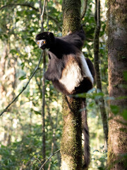 Wall Mural - Sifaka Edvardsova, Propithecus Edvardsi, Milne-Edwards's sifaka