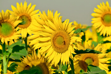 Poster - Sunflower natural background, Sunflower blooming, Close-up of sunflower