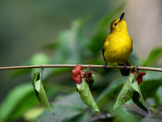 Wall Mural - A Yellow browed bulbul on beautiful perch acritillas indica