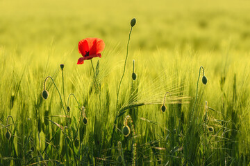 Fotomurales - Papaver rhoeas or red poppy flower in cultivated barley crop field