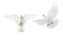 White Dove Flying On Transparent