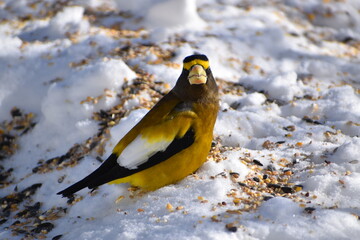 A big beak wandering in winter, Sainte-Apolline, Québec, Canada
